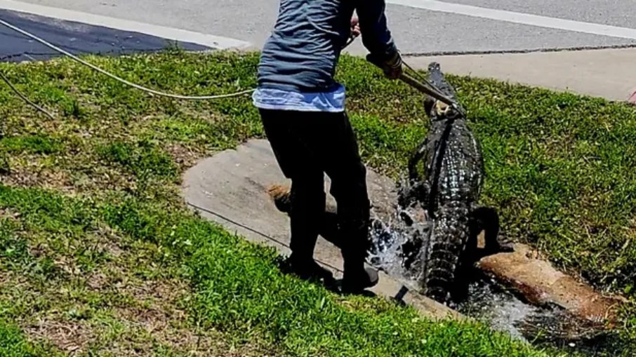 Crocodilo foi capturado