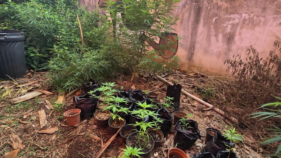 Pés de maconha foram localizados dentro de uma chácara.