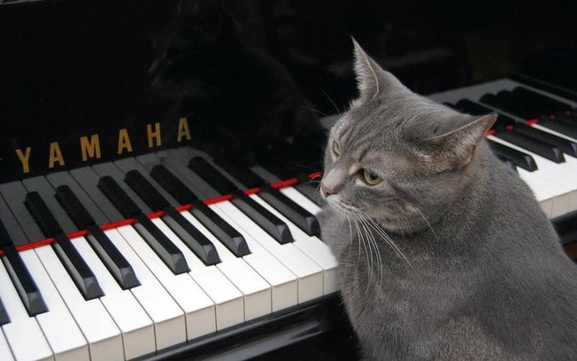 Gata tem recorde mundial por tocar em concerto musical 3lps8fqy1ntgp6qfqa293oc6m