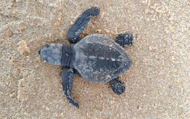 Indústria alagoana apoia conservação da fauna marinha