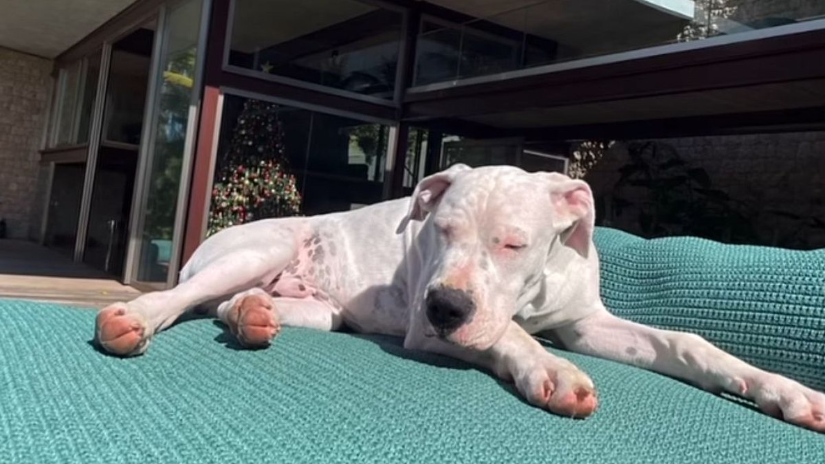 Dogo, cachorro de Marcio Garcia Dogo, cachorro de Marcio Garcia