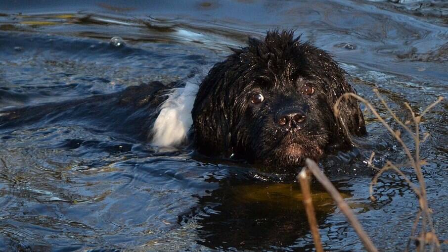 O Terra-Nova é um cão de porte grande com uma ótima habilidade para nado, sendo capaz de resgatar vítimas em casos de afogamento 