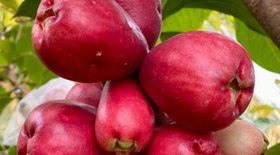 Fruta brasileira supera banana em proteínas