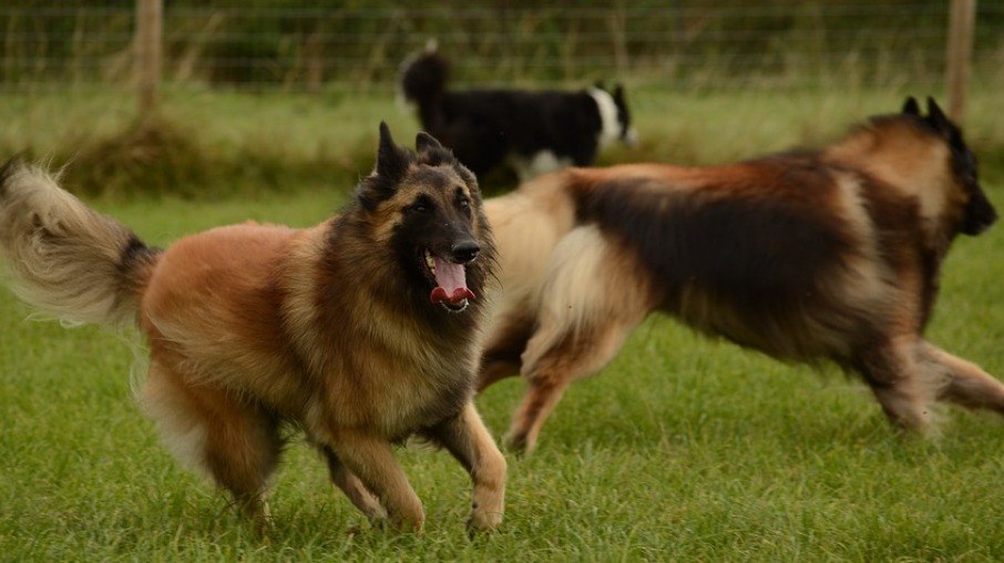 O Tervuren é um cão ativo e ótimo para atividades físicas como o agility