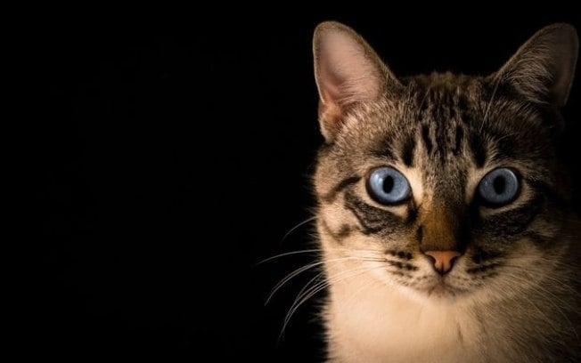 As hipnotizantes cores dos olhos dos gatos vieram de ancestral inusitado