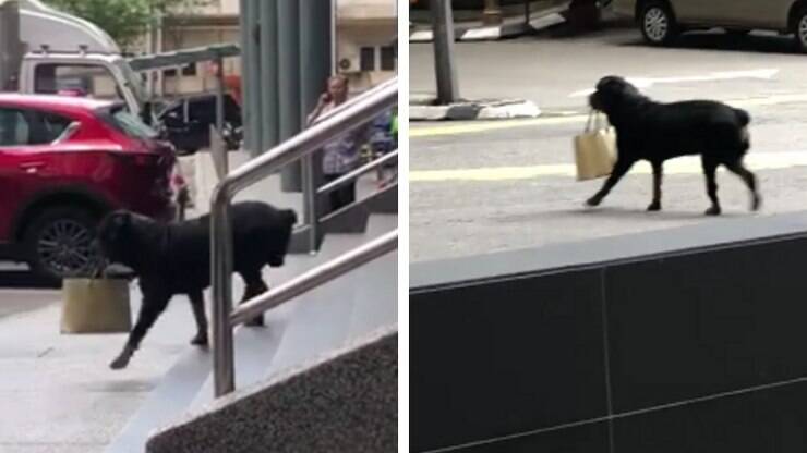 Cão Lulu da Pomerânia recusa nova dieta e vídeo engraçado é