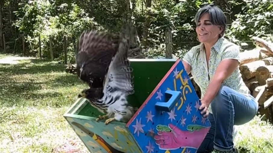 Gavião-gato foi solto pela atriz na natureza Gavião-gato foi solto pela atriz na natureza