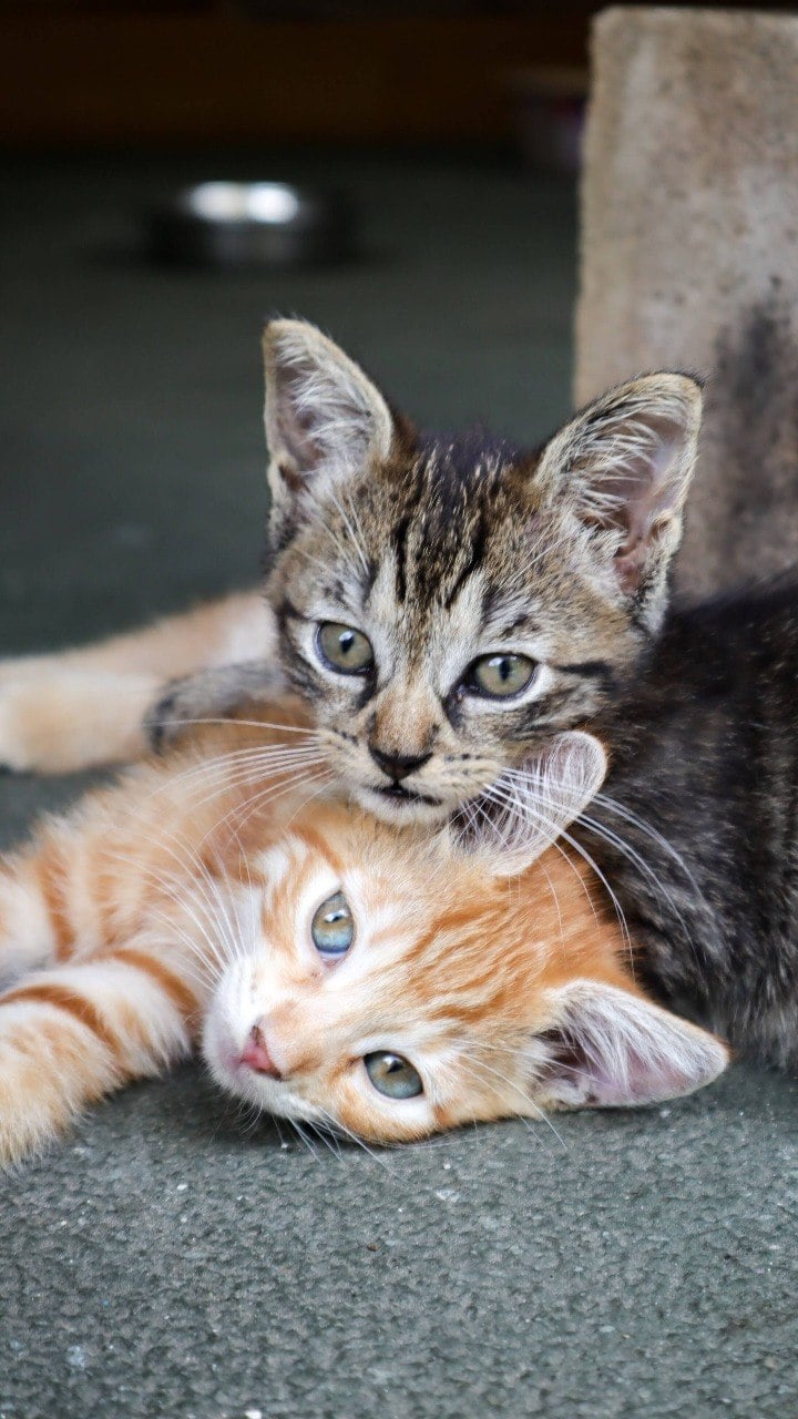 Quatro curiosidades sobre os gatos laranjas