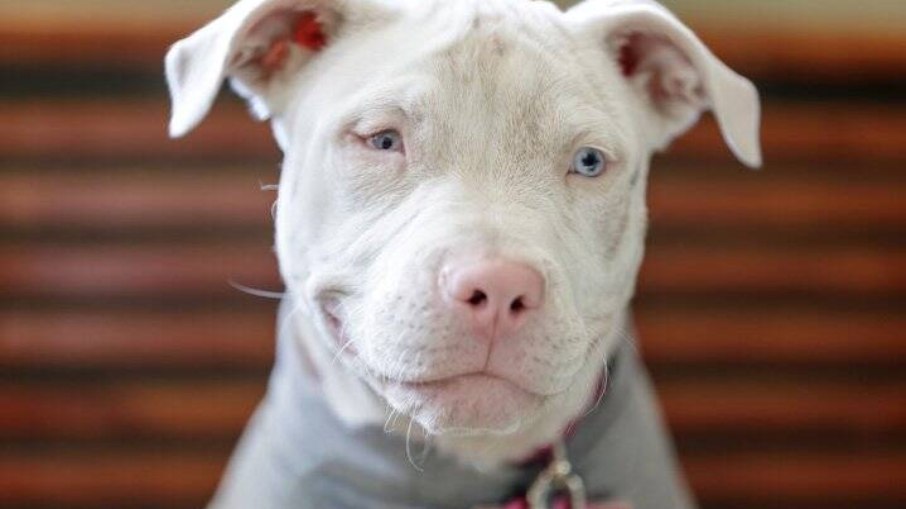 O albinismo afeta todo o corpo dos pets