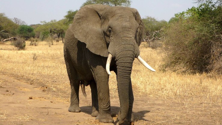 Elefante%20ataca%20e%20mata%20duas%20turistas%20em%20safari%20na%20%C3%81frica