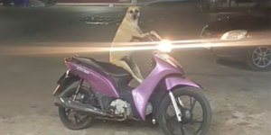 Caramelo espera em cima da moto enquanto tutora vai à farmácia
