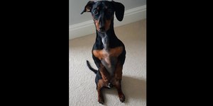Seu cachorro senta ereto? Veja quando é sinal de alerta