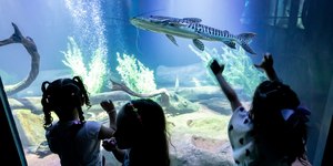 Aquário Municipal de Cuiabá exibe 1500 peixes amazônicos
