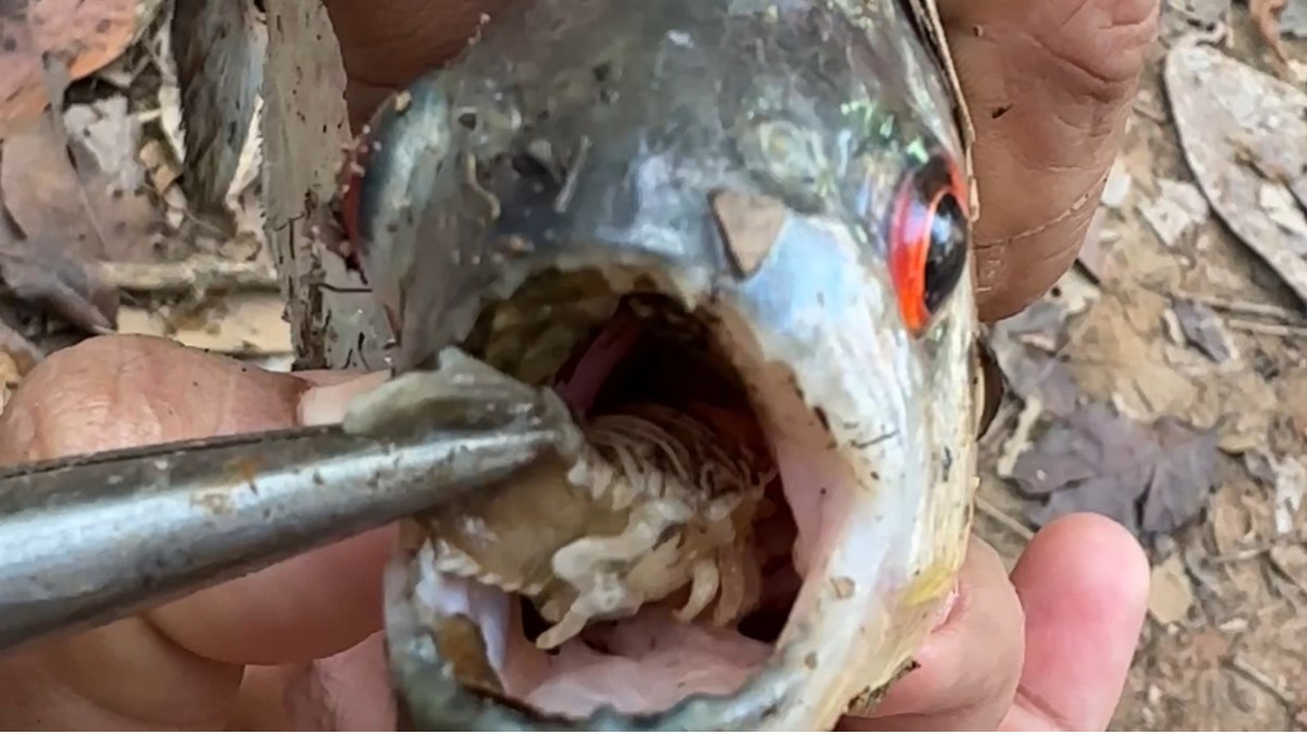 "Piolho-comedor-de-língua" é retirado de piranha em Rondônia - QTU Questões do Universo