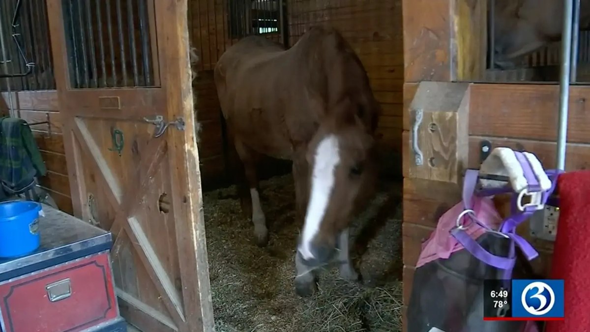 Mulher em leito de morte tem um desejo: ver seu cavalo uma última vez