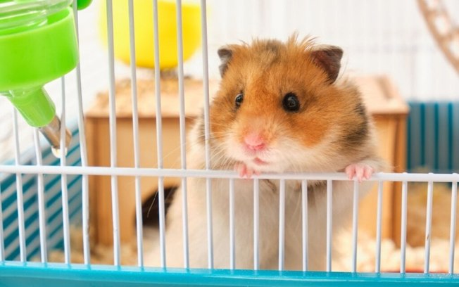 5 curiosidades fascinantes sobre os hamsters