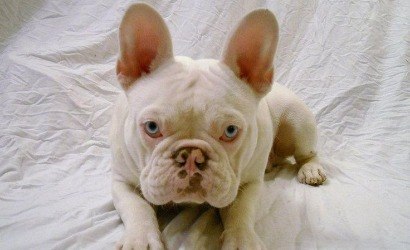 Entenda os riscos da criação de cães albinos no Brasil