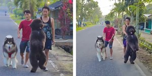 Cão chama atenção pelo gingado durante passeio: "Fofo"