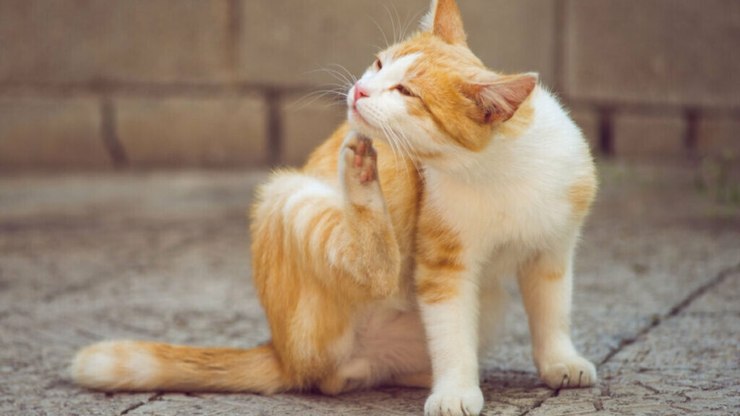 7 cuidados com os animais de estimação durante o outono