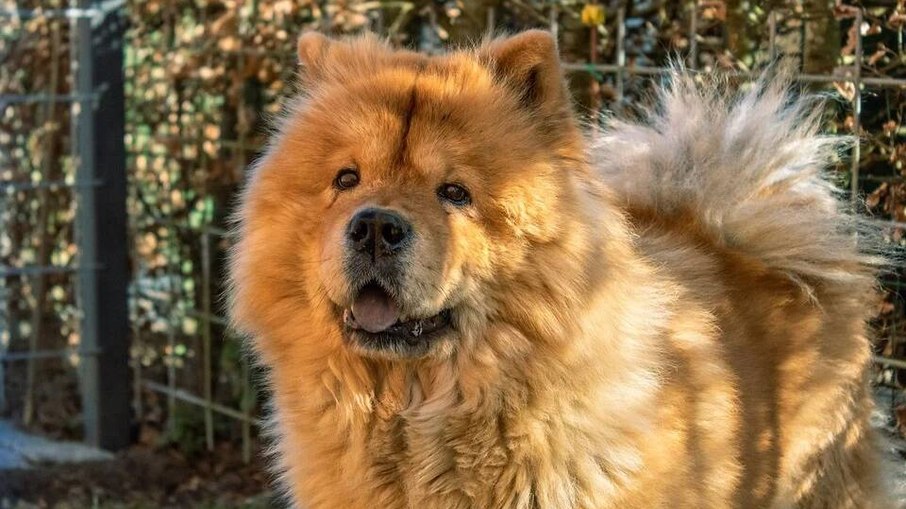 Chow Chow Chow Chow
