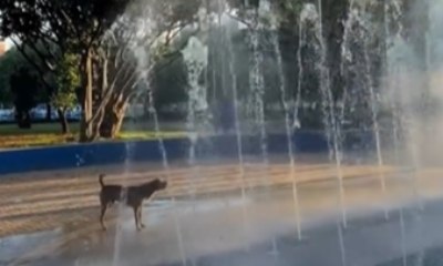 Vira-lata de São Caetano do Sul (SP) encanta ao brincar com fonte
