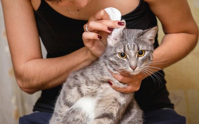 É importante sempre limpar a orelha do gato para evitar doenças auriculares