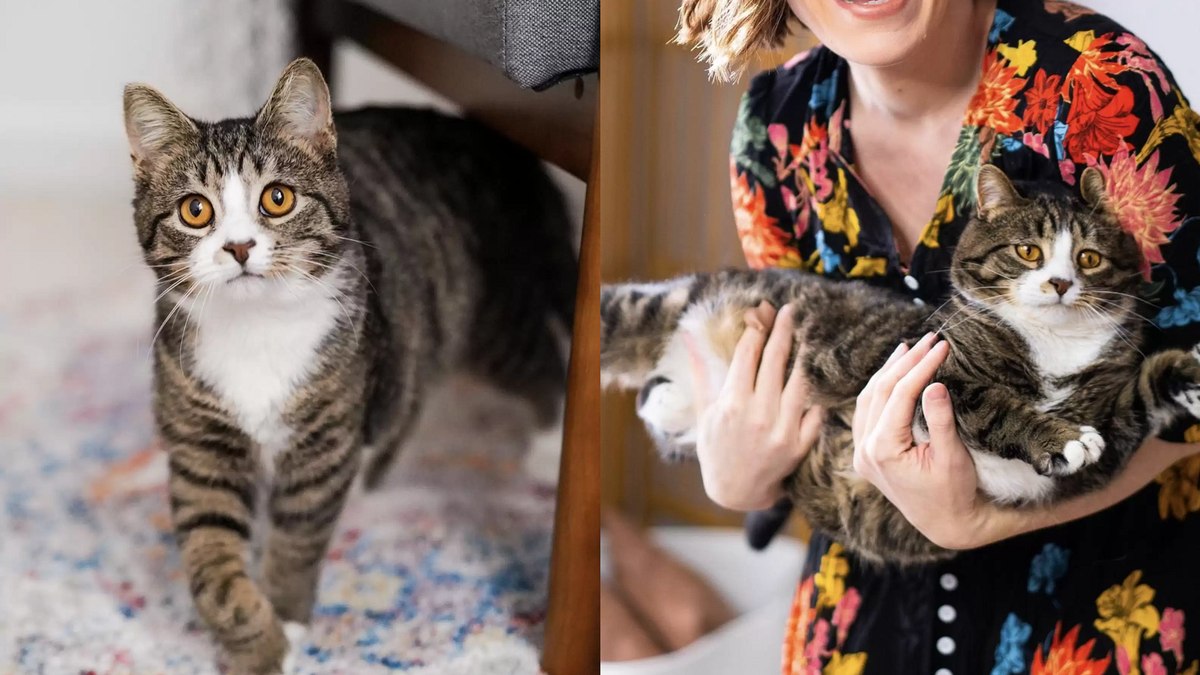 Otie se tornou um gatinho feliz quando encontrou uma nova família