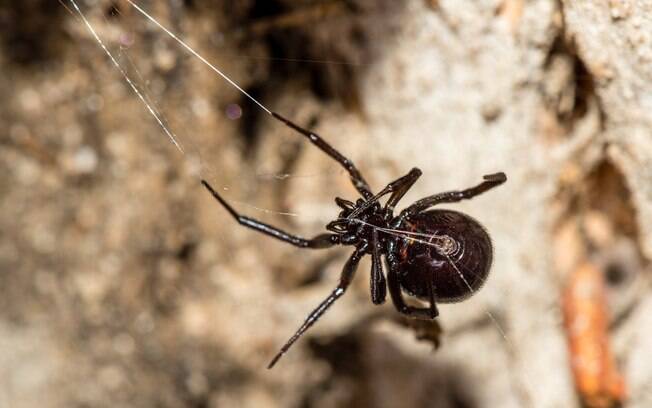 Comuns no Reino Unido, as aranhas falsas viúvas-negras costumam ser inofensivas, mas picada também pode ser mortal