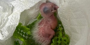 Apreendidos em Guarulhos, 71 ovos de aves vão para o Cetras-SP