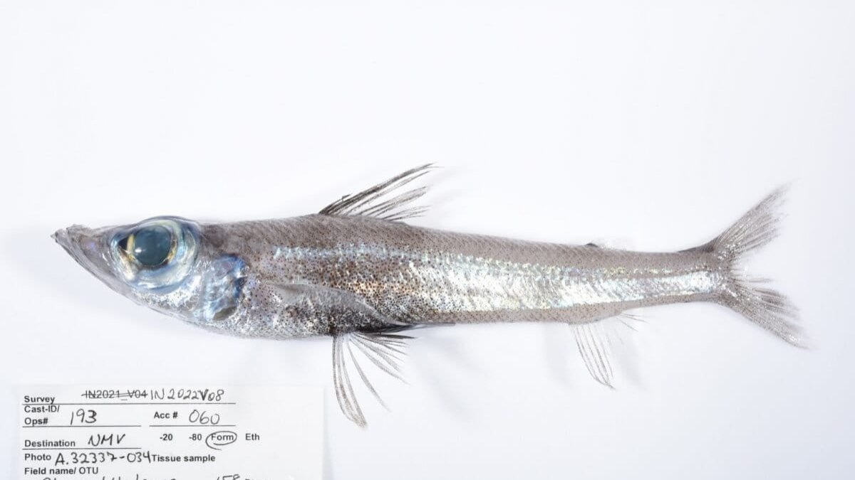 Nova espécie de peixe-de-olhos-verdes (Chlorophthalmus sp.) coletada durante a expedição  