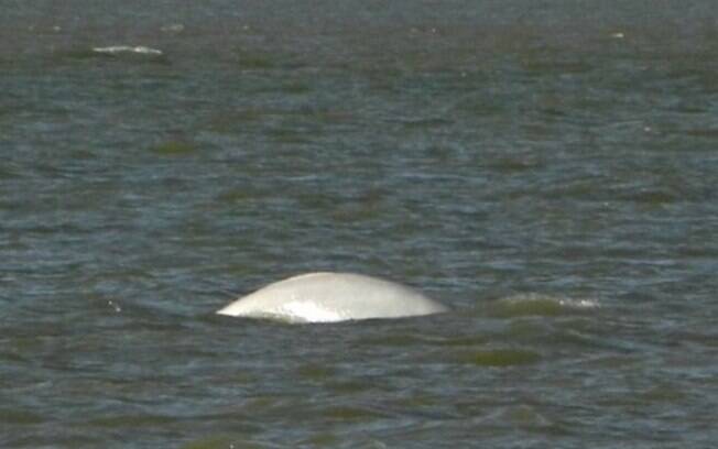 A baleia beluga%2C natural do Ártico%2C se tornou uma atração turística na cidade de Gravesend%2C no Reino Unido