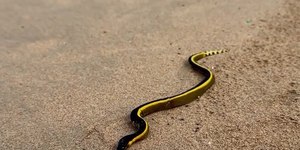El Niño aquece águas e serpente venenosa rara é avistada em praia