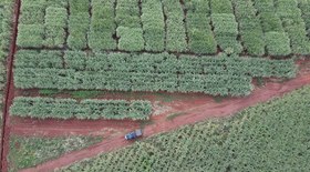 Preço da ureia muda estratégia de compra de fertilizantes