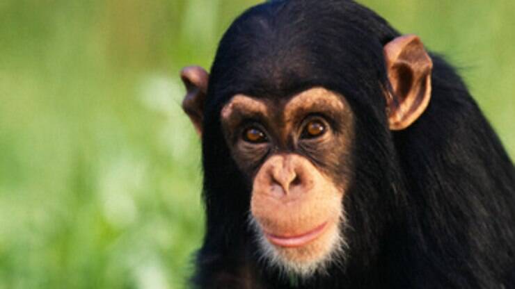 Curioso macaco chimpanzé - Imagem livre no 4 Free Photos