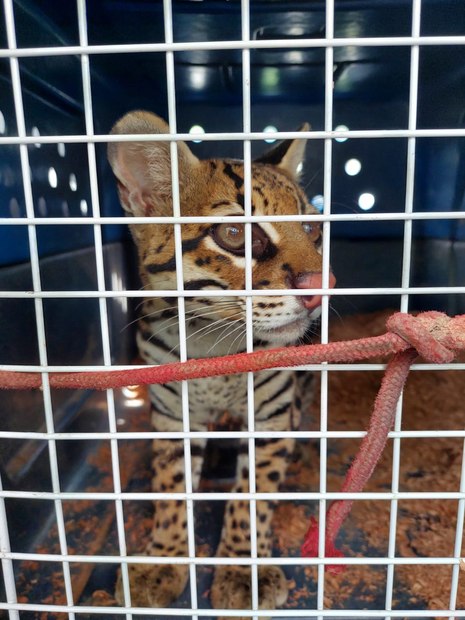 jaguatirica dentro de gaiola
