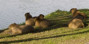 Alunos transportam capivara morta em ônibus e a dissecam na USP