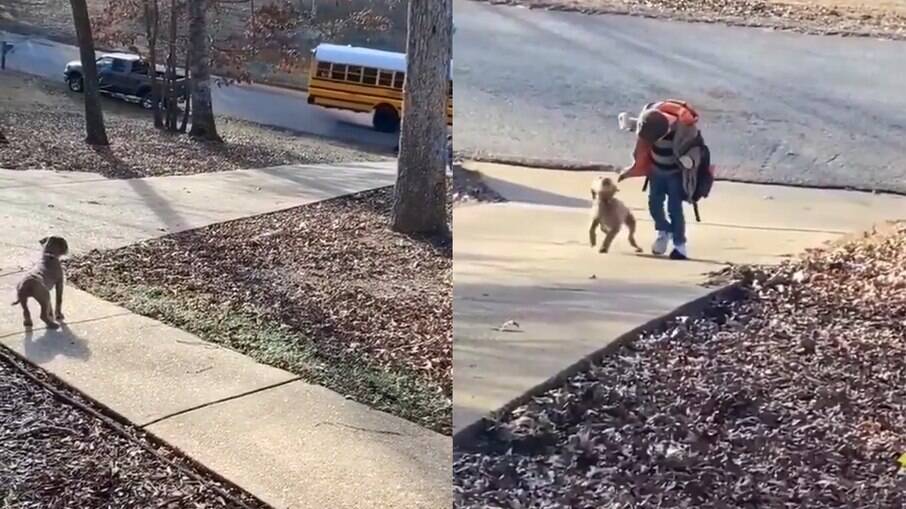 Cachorro espera menino voltar da escola