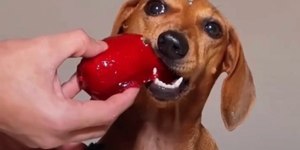 Influenciador cria receita de "morango do amor" para pets