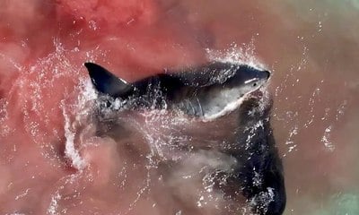 Tubarão-branco é flagrado se alimentando de baleia na Austrália