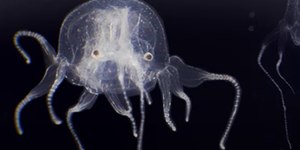 Criatura com 24 olhos é descoberta em lago