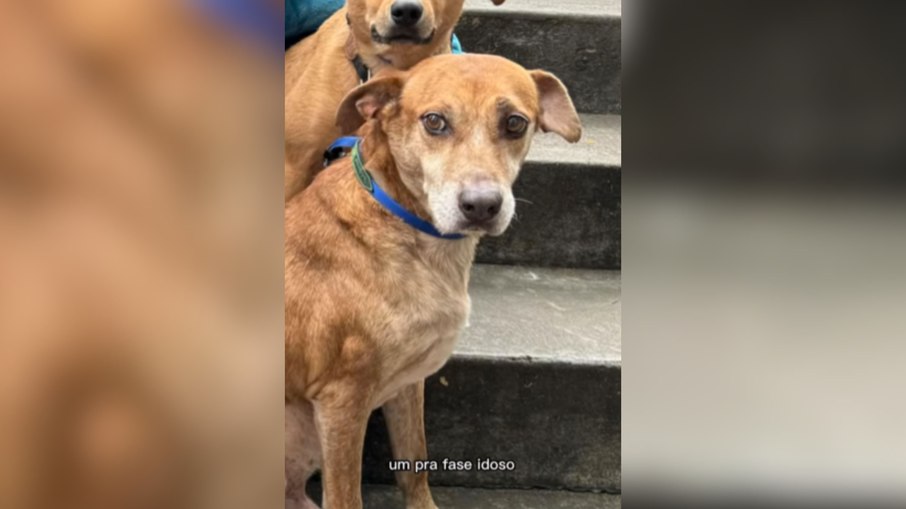 Curiosidades sobre os cães que deram vida ao filme Caramelo Curiosidades sobre os cães que deram vida ao filme Caramelo