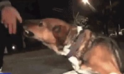 Repórter tenta acariciar cachorro rotulado como 'agressivo' e é mordido ao vivo