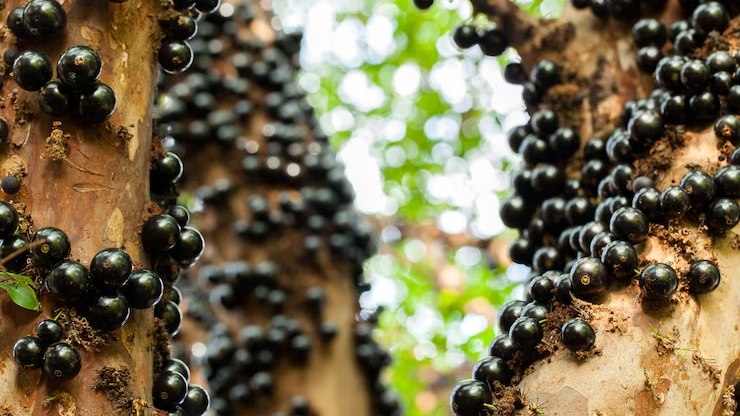 Jabuticaba pode melhorar o humor?