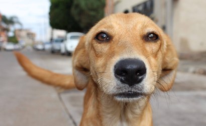 Ícone do Brasil: Netflix terá filme sobre cão caramelo