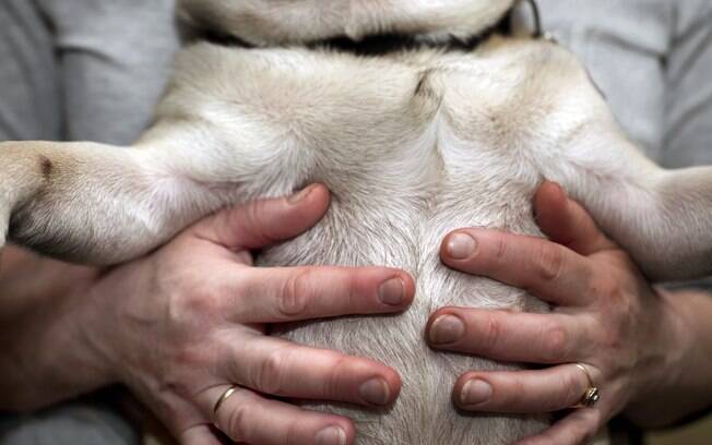 Também chamada de derrame abdominal, a ascite em cães é uma enfermidade caracterizada pelo acúmulo anormal de líquidos na cavidade do abdômen