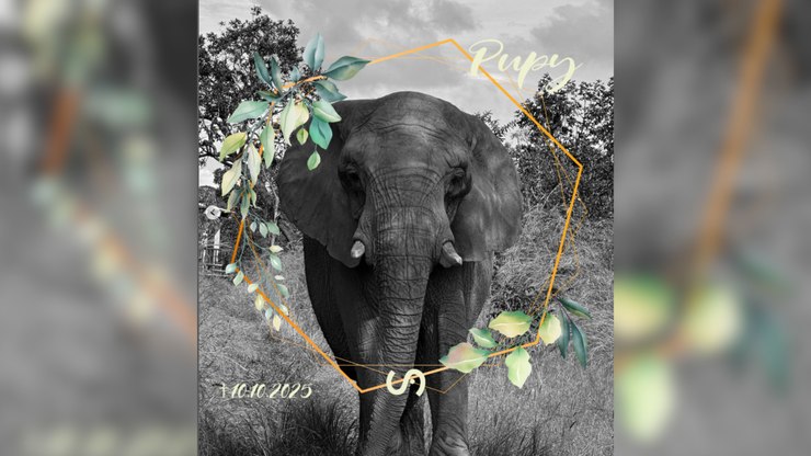 Elefanta africana Pupy morre cinco meses após chegar ao Brasil