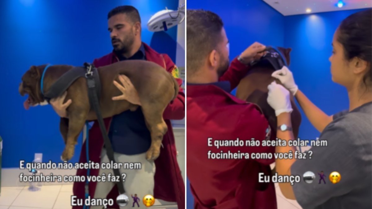 Pitbull só aceita vacina após dançar no colo do veterinário