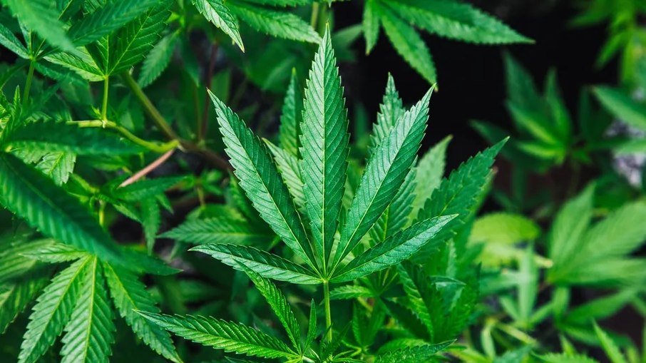 Anvisa liberou o uso terapêutico do CBD em 2015 Anvisa liberou o uso terapêutico do CBD em 2015