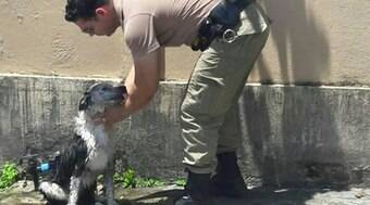 Policial dá banho de mangueira em cachorro que desmaiou de calor na rua