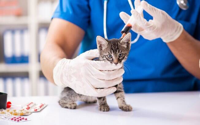 O exame de sangue é um dos exames preventivos que podem ser feitos pelos veterinários 